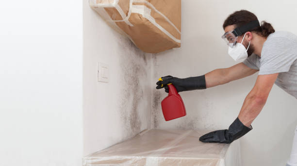 Professional Basement Mold Removal technician working in Harrellsville, NC