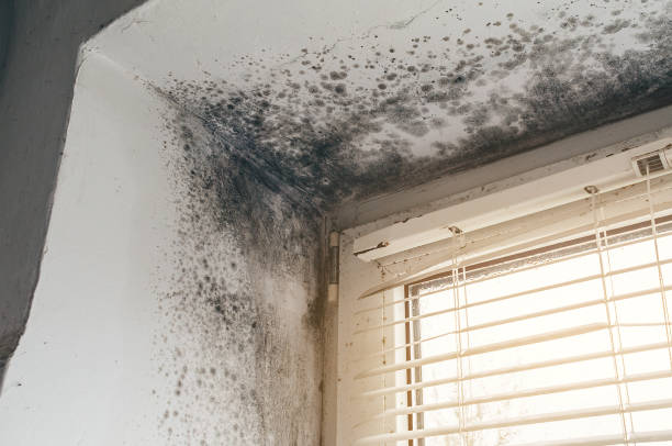 Affordable Basement Mold Removal solutions in Harrellsville, NC