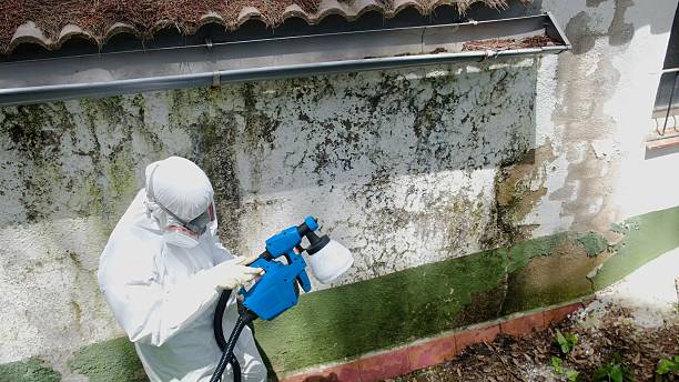 Top rated local Basement Mold Removal specialists in Harrellsville, NC